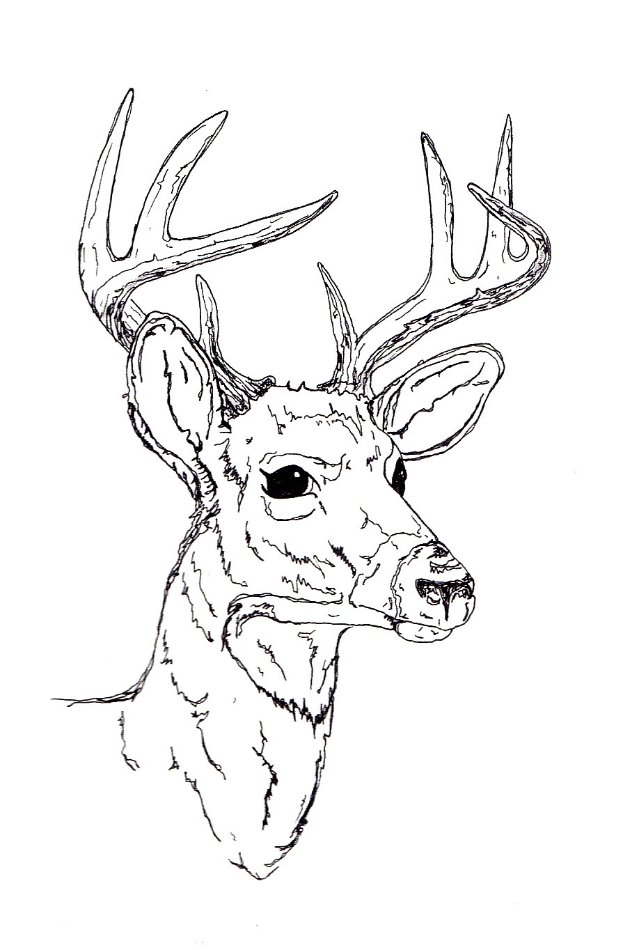 918x1364 Deer Head Line Drawing - Deer Line Drawing