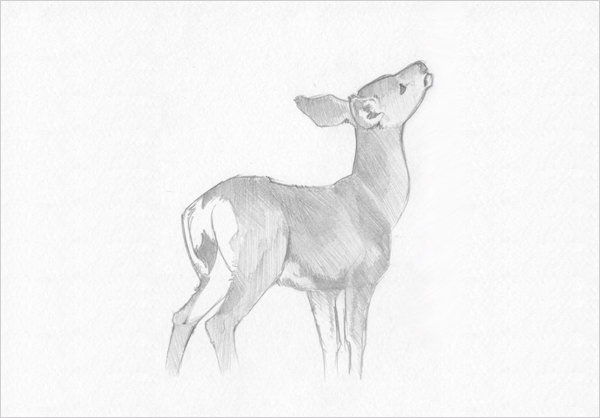 600x418 Free Deer Drawings Designs Free Premium Templates - Deer Line Drawing