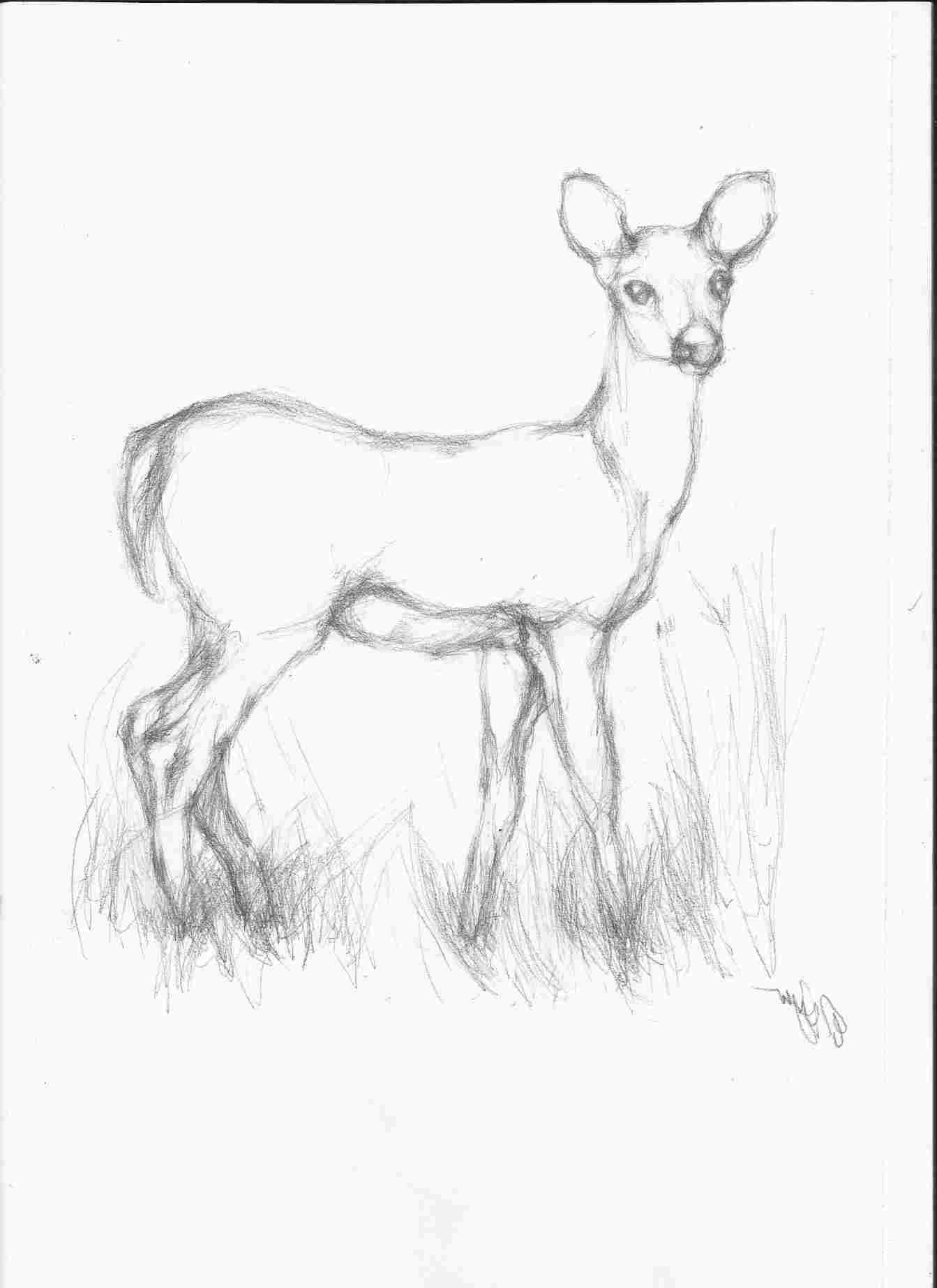 1343x1847 Simple Simple Animal Pencil Sketch Line Drawings Of Deer Google - Deer Line Drawing