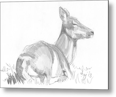 493x412 Deer Lying Down Drawing Metal Print - Deer Lying Down Drawing