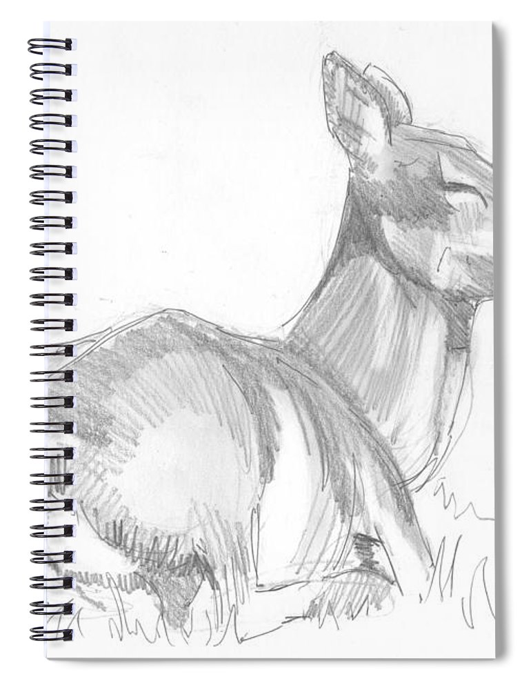 770x1000 Deer Lying Down Drawing Spiral Notebook For Sale - Deer Lying Down Drawing