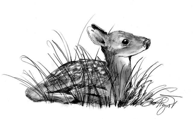 650x395 fawns hide in plain sight the outside story - Deer Lying Down Drawing