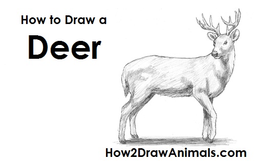 500x315 How To Draw A White Tailed Deer - Deer Lying Down Drawing