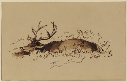 428x278 Stag Lying Down - Deer Lying Down Drawing