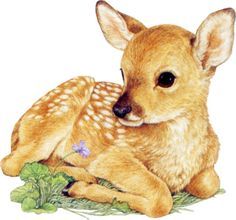 236x220 baby deer laying down - Deer Lying Down Drawing