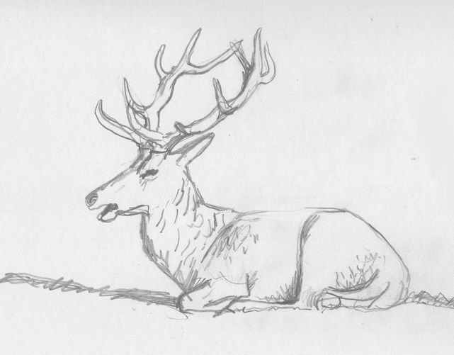 Deer Lying Down Drawing - Deer Lying Down Drawing. 