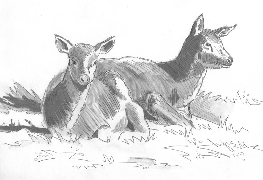 Deer Lying Down Drawing at Explore collection of