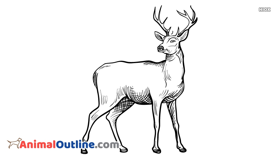 934x534 Deer Outline Drawing - Deer Outline Drawing