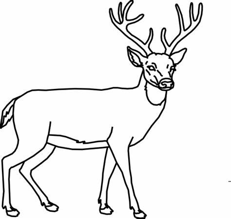 474x451 Deer Outline Drawing Gtgt - Deer Outline Drawing