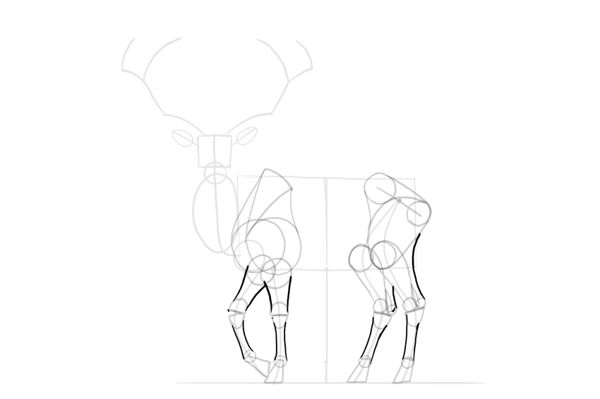 850x566 How To Draw A Deer Step - Deer Outline Drawing