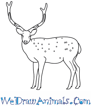 300x350 How To Draw A Sika Deer - Deer Outline Drawing