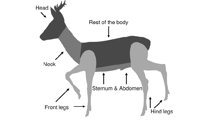 692x402 sketch outline of the tick collection sites on a roe deer - Deer Outline Drawing
