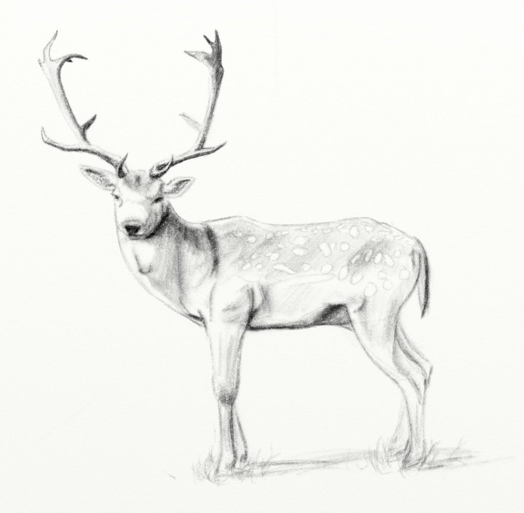 Deer Pencil Drawings at Explore collection of Deer