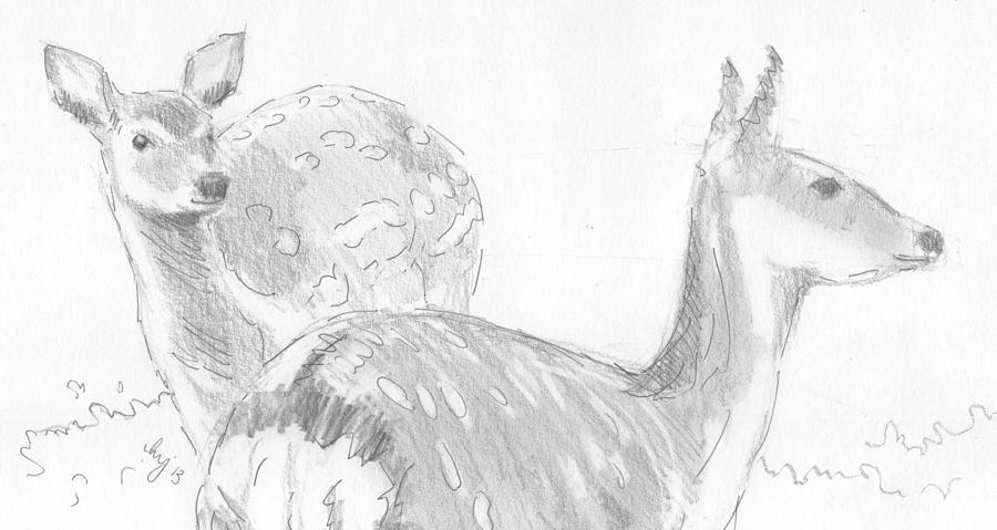 900x479 Deer Pencil Drawing Drawing - Deer Pencil Drawings