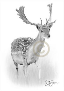 212x300 Fallow Deer Artwork Pencil Drawing Print Sizes Signed - Deer Pencil Drawings
