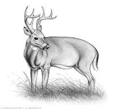 236x226 best deer sketches images deer sketch, deer drawing - Deer Pencil Drawings