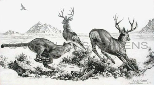 500x276 Pencil Drawing, Western Art, Fine Art, Print, Mule Deer, Wildlife - Deer Pencil Drawings