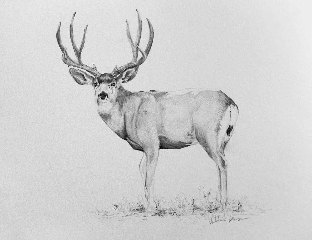 1000x767 Pencil Drawings Mule Deer Pencil Drawings - Deer Pencil Drawings