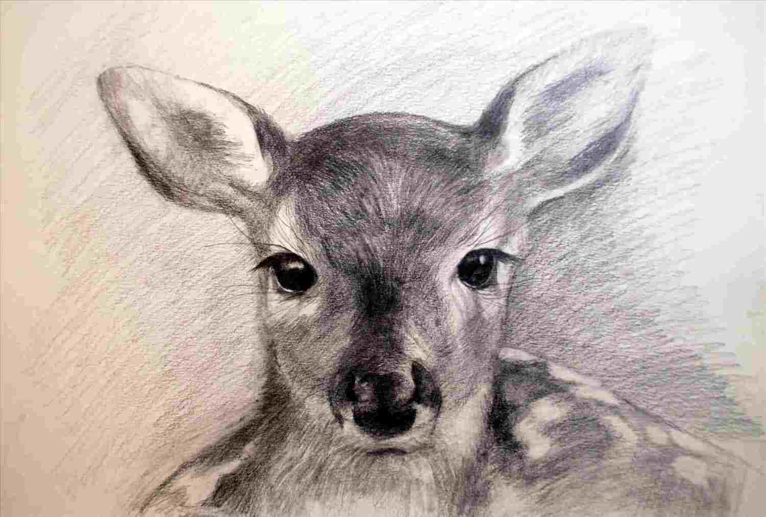 1500x1014 Pencil Sketches Of Deer - Deer Pencil Drawings
