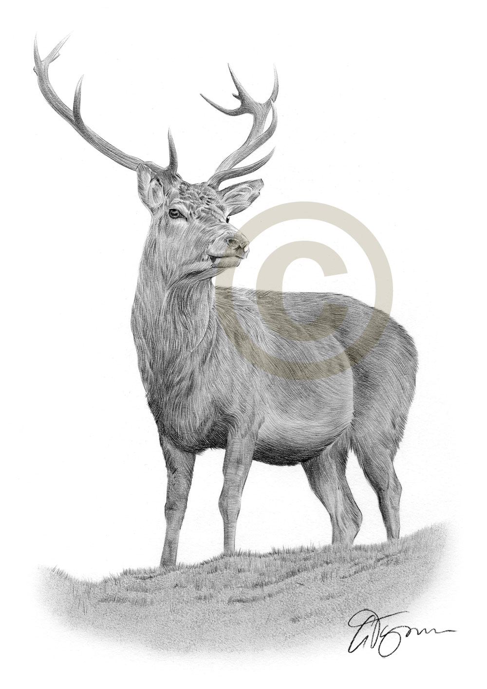 1000x1414 Red Deer Pencil Graphite Print Signed - Deer Pencil Drawings