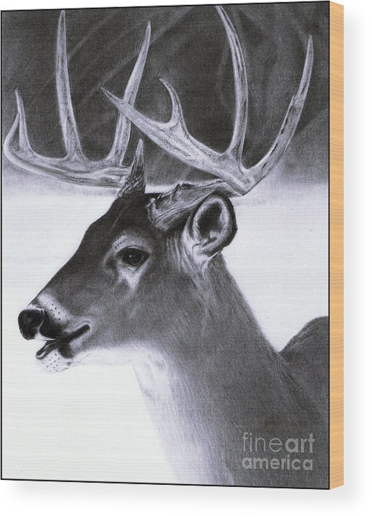 531x740 Realistic Pencil Drawing Of A Deer Wood Print - Deer Pencil Drawings