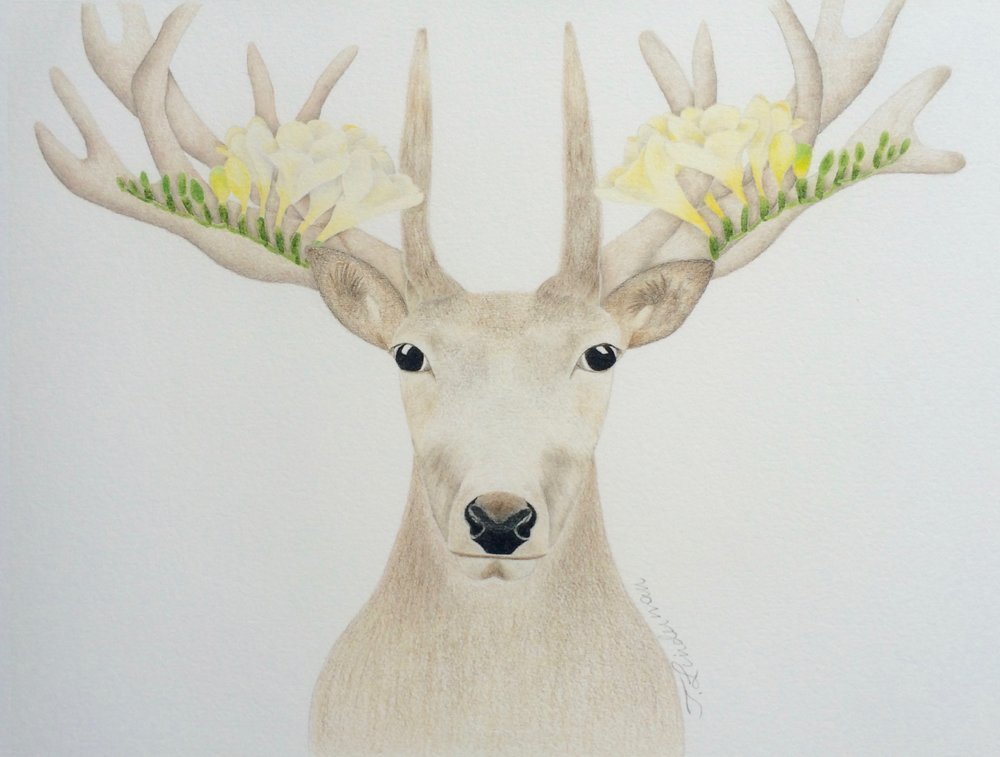 1000x757 Colored Pencil - Deer Pencil Drawings