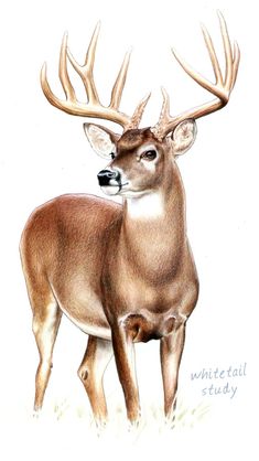 235x418 Deer Drawings In Pencil Art Deer Rough Sketch In Pencil - Deer Pencil Drawings
