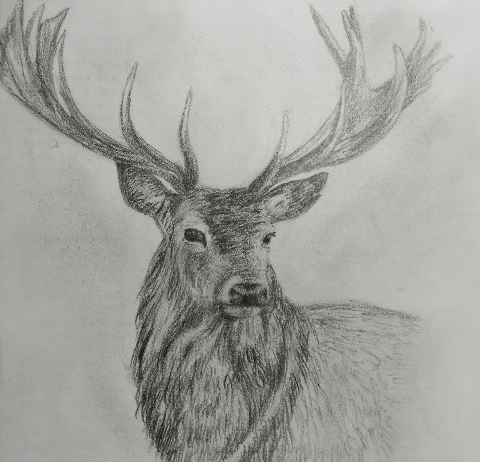 1600x1539 Pencil Drawings Of Deer - Deer Pencil Drawings