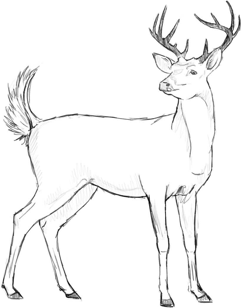 Drawing Deer Sketch Huge Freebie! 