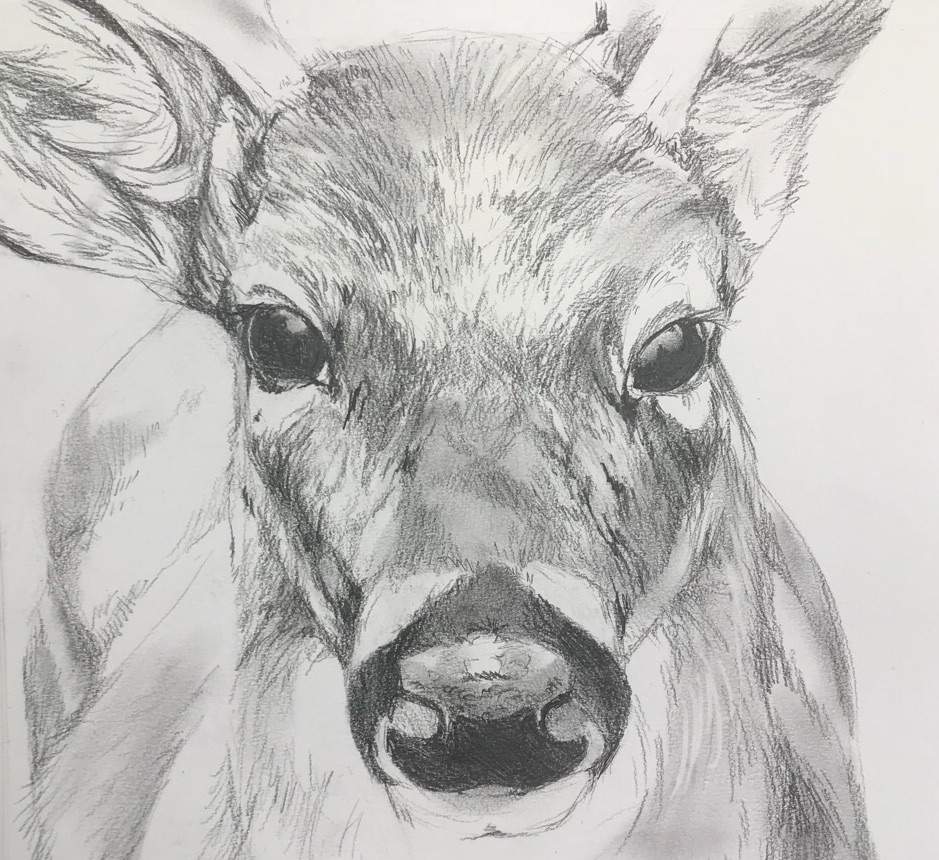 939x860 Deer Drawing Art Amino - Deer Pictures Drawing