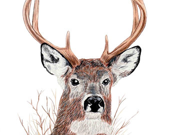 340x270 Deer Drawing Etsy - Deer Pictures Drawing