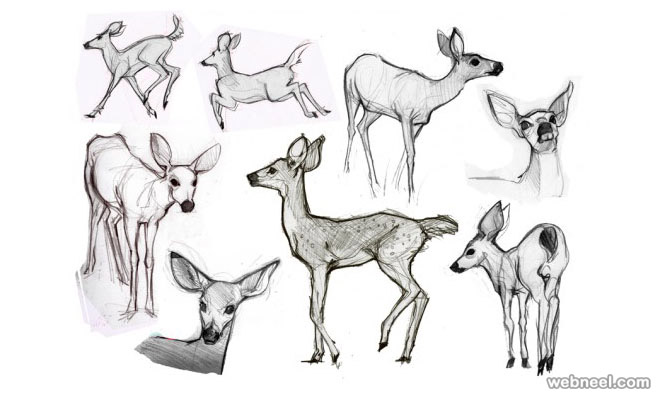 Deer Pictures Drawing At Paintingvalley Com Explore Collection Of Deer Pictures Drawing