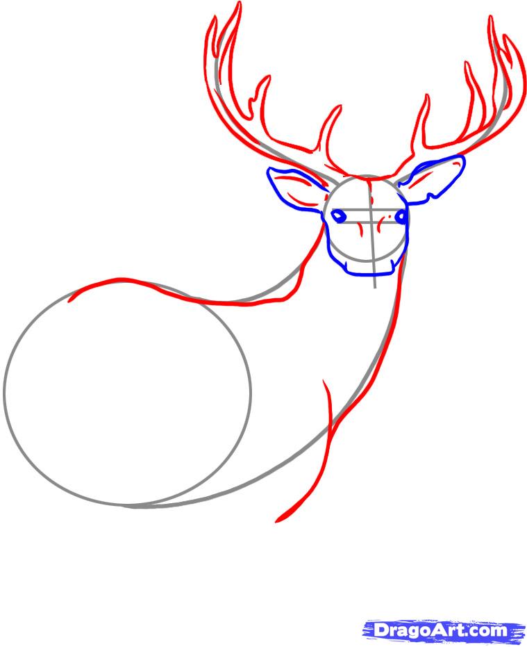 759x931 How To Draw A Deer, Step - Deer Pictures Drawing