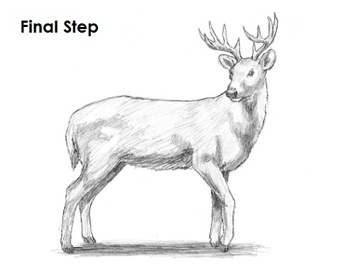 500x386 How To Draw A White Tailed Deer - Deer Pictures Drawing