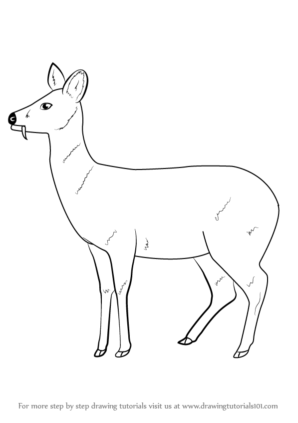 597x846 Learn How To Draw A Chinese Water Deer - Deer Pictures Drawing