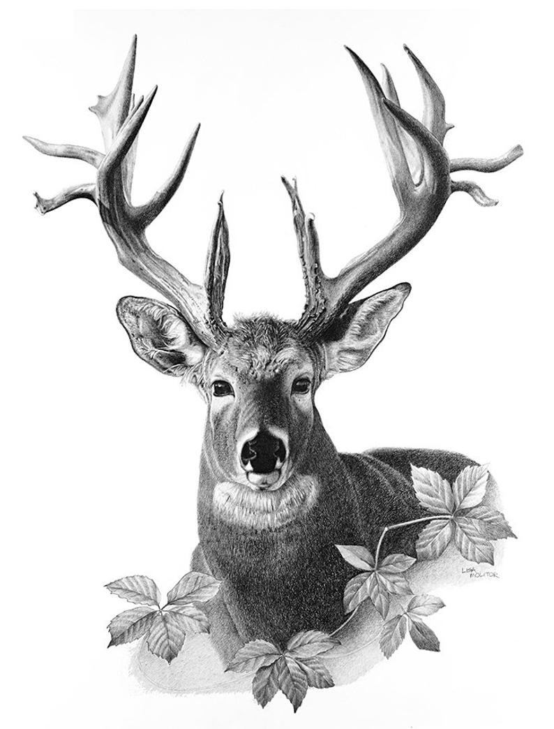 794x1044 majestic deer deer pencil drawing print deer pencil etsy - Deer Pictures Drawing