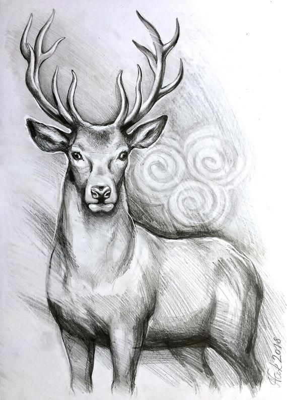 570x792 Original Deer Art, Deer Pencil Drawing, Graphite, Home Decor - Deer Pictures Drawing