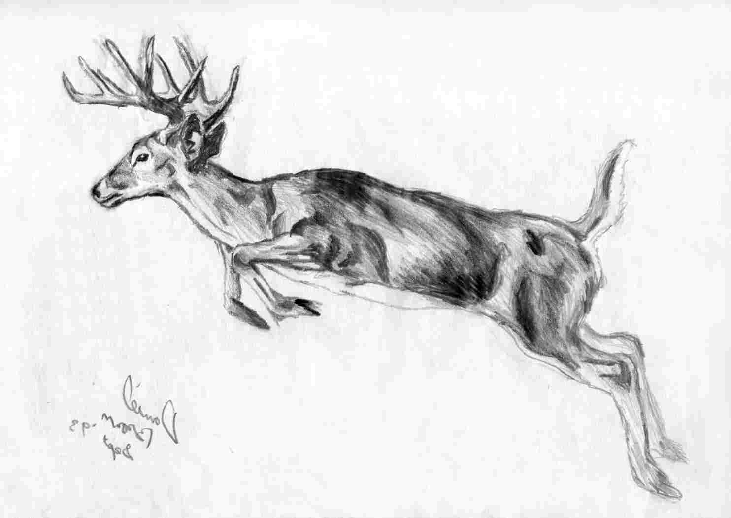 1484x1051 Pencil Sketches Of Deer Sketches Of Wild Animals Drawing Deer - Deer Pictures Drawing