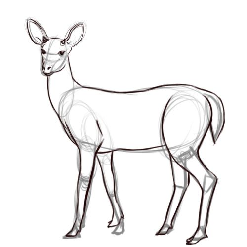 500x500 Drawing In Drawings, Baby Animal - Deer Pictures Drawing