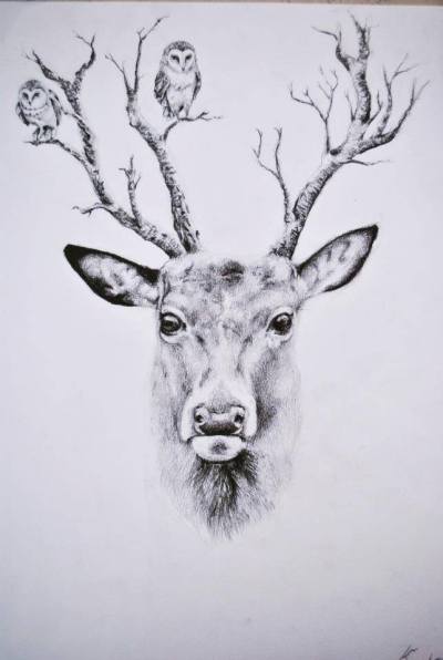 400x596 Deer Drawing Tumblr - Deer Pictures Drawing