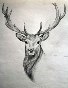 236x304 Simple Line Drawings Of Deer - Deer Pictures Drawing