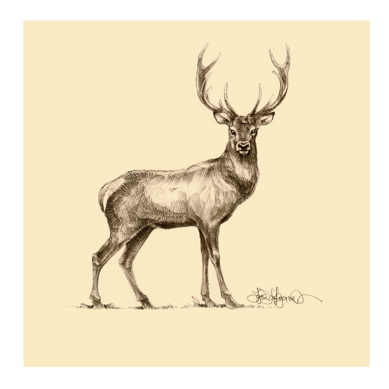 800x800 Deer Drawing - Deer Pictures Drawing