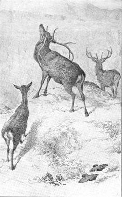 241x390 Deer Drawings - Deer Pictures Drawing