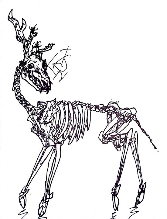 Deer Skeleton Drawing at Explore collection of