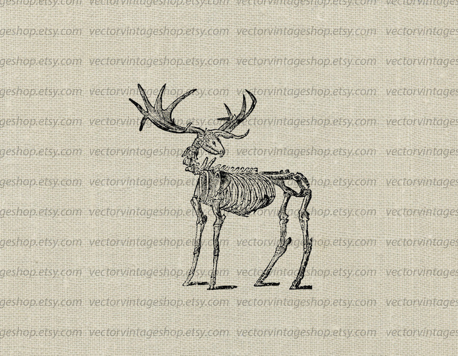 900x700 deer skeleton vector clipart instant download deer antler etsy - Deer Skeleton Drawing