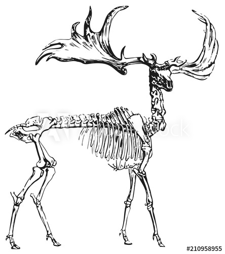 444x500 Deer Skeleton - Deer Skeleton Drawing