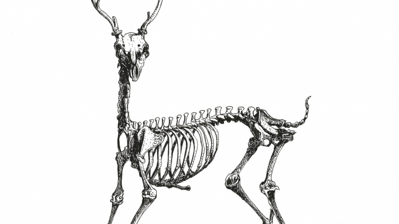 800x450 draw a deer skeleton using ink pen skillshare projects - Deer Skeleton Drawing