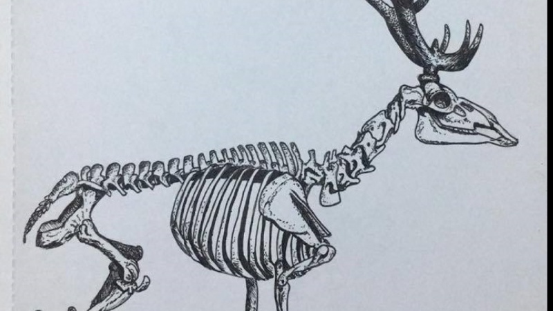 800x450 draw a deer skeleton with ink pen joe mcmenamin skillshare - Deer Skeleton Drawing