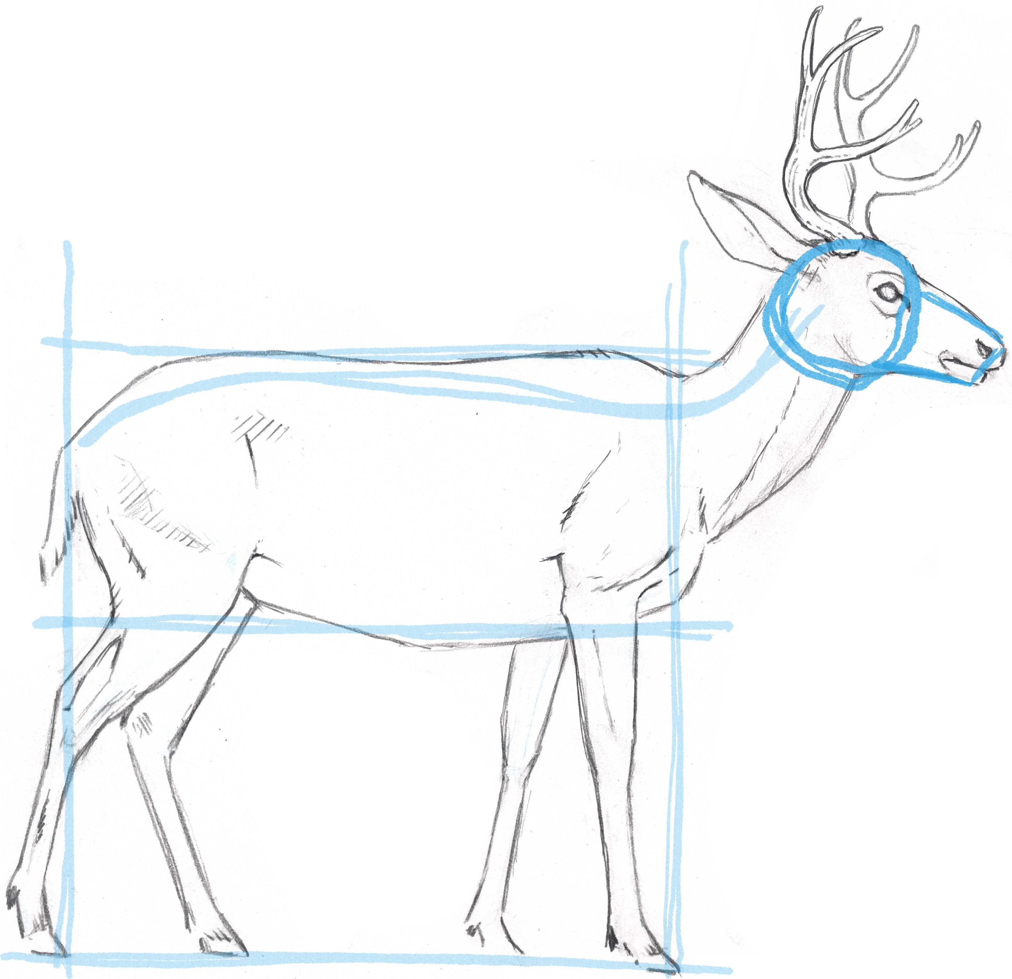 3251x3145 Mule Deer Skeleton - Deer Skeleton Drawing