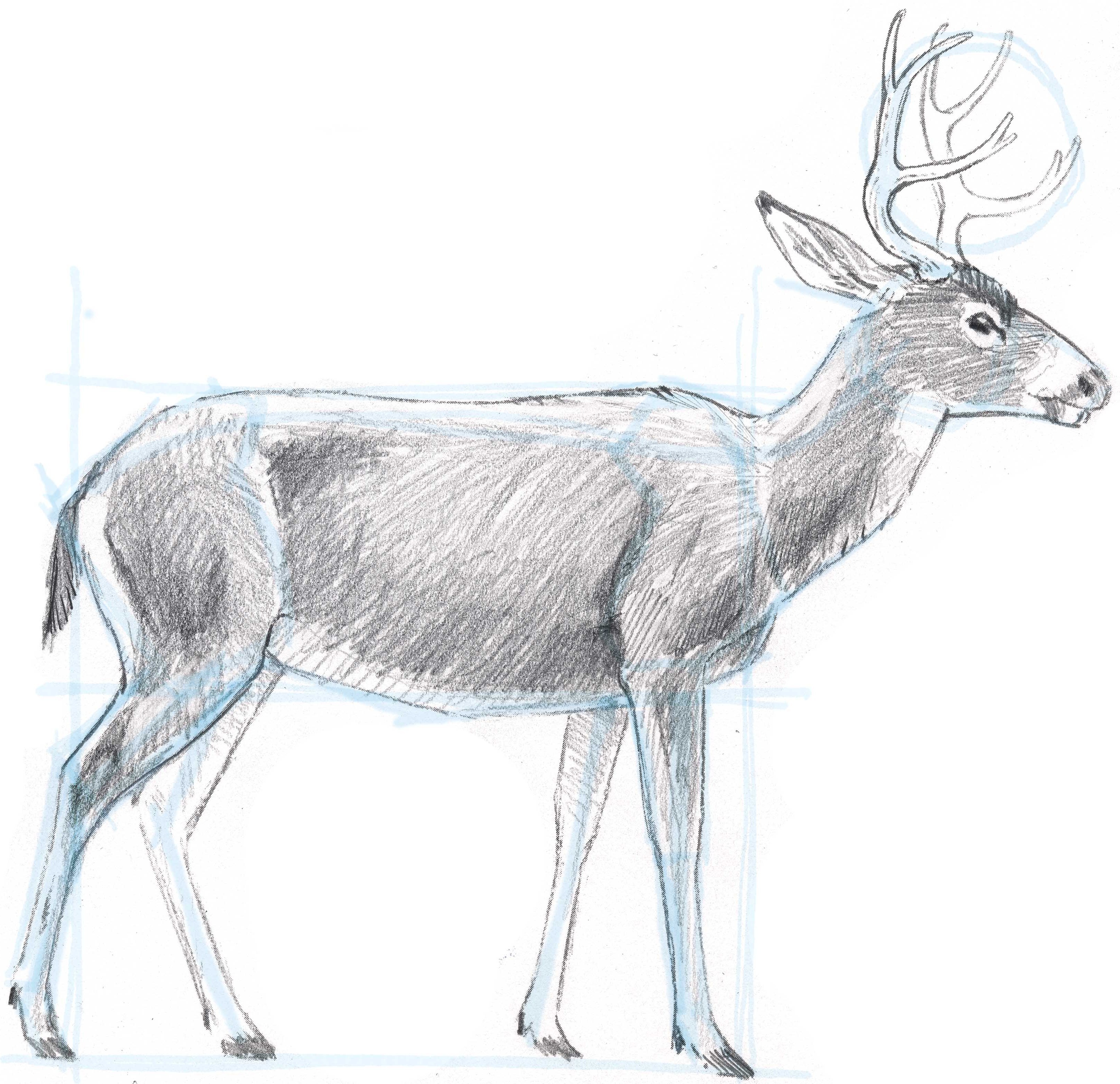 Deer Skeleton Drawing at Explore collection of